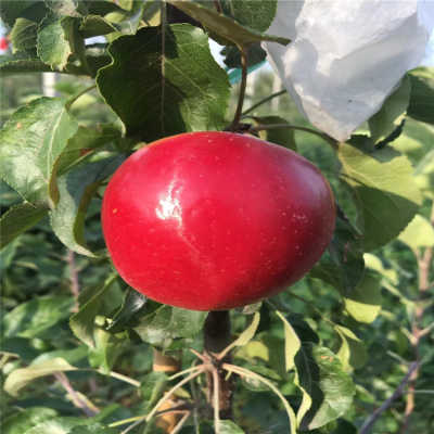 关于东莞市住房公积金管理中心形象标志征集获奖作品的公告|ky