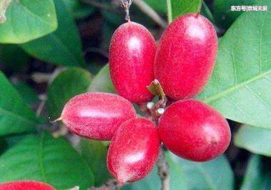 ky开元集团：都体：若蓝军不买断伊瓜因，尤文今夏将继续兜售他