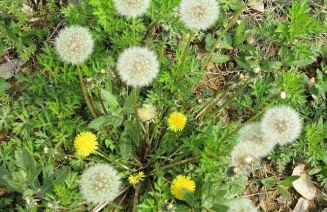 重庆:千亩鲜花港公园预计今年国庆开业“ky开元集团”(图4) 重庆:千亩鲜花港公园预计今年国庆开业“ky开元集团”(图4)