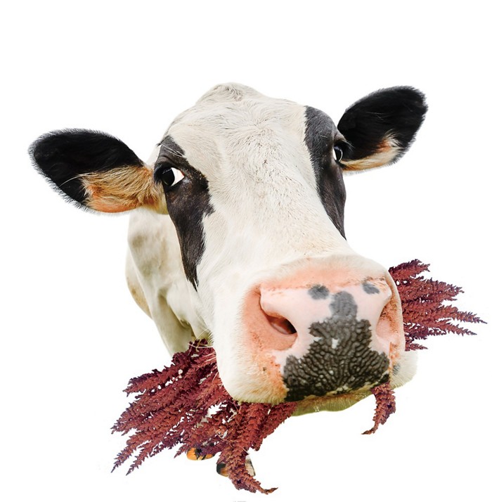 KY.COM：偏爱老将？盘点老妇人5大30+引援 中超旧将在