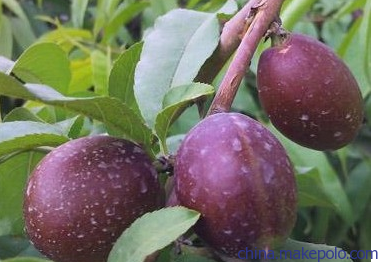 景观设计,是人文景观和路网的设计结合：ky开元集团