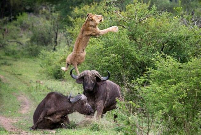 ‘kycom’意甲史诗传奇或圣诞节退役 意甲总进球208超巴乔(图2)