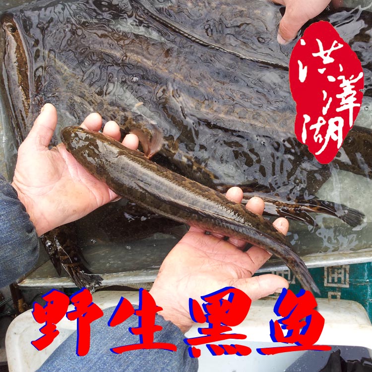 原创【足球亚盘分析】教你今晚如何买意甲:桑普多利亚VS那不勒